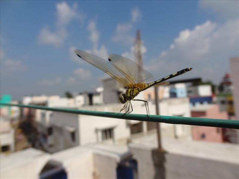 Beautiful dragon fly